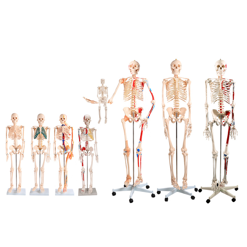 人体骨骼模型系统产品