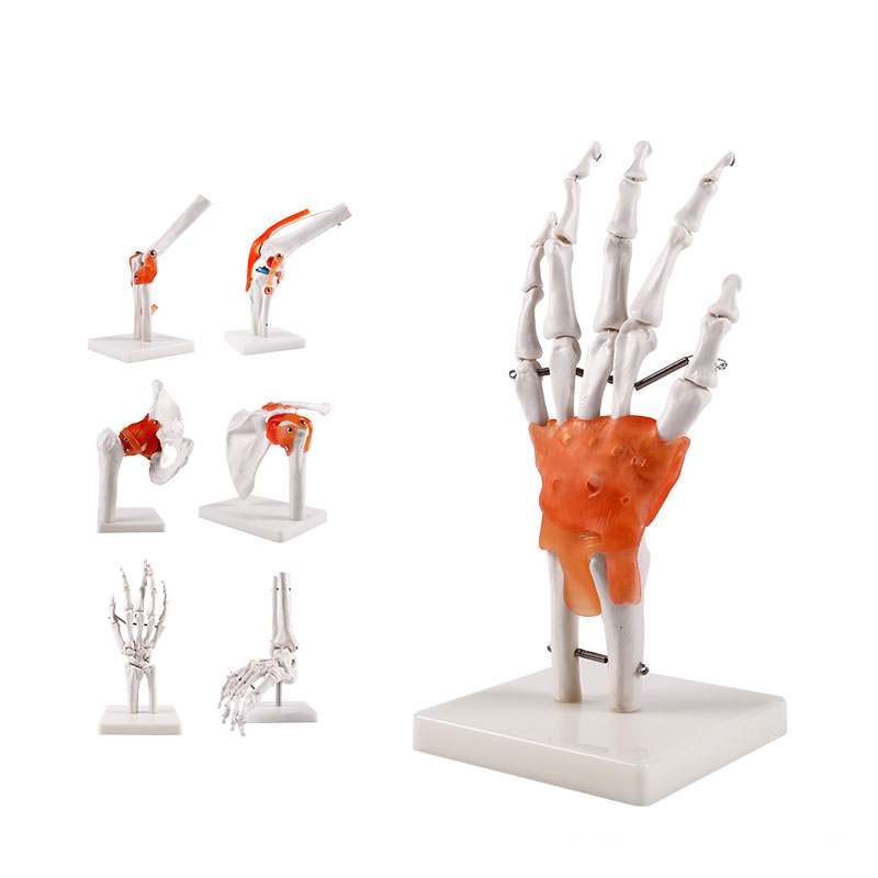 人体骨关节模型系列产品