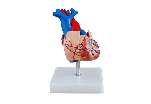 人体心脏解剖模型