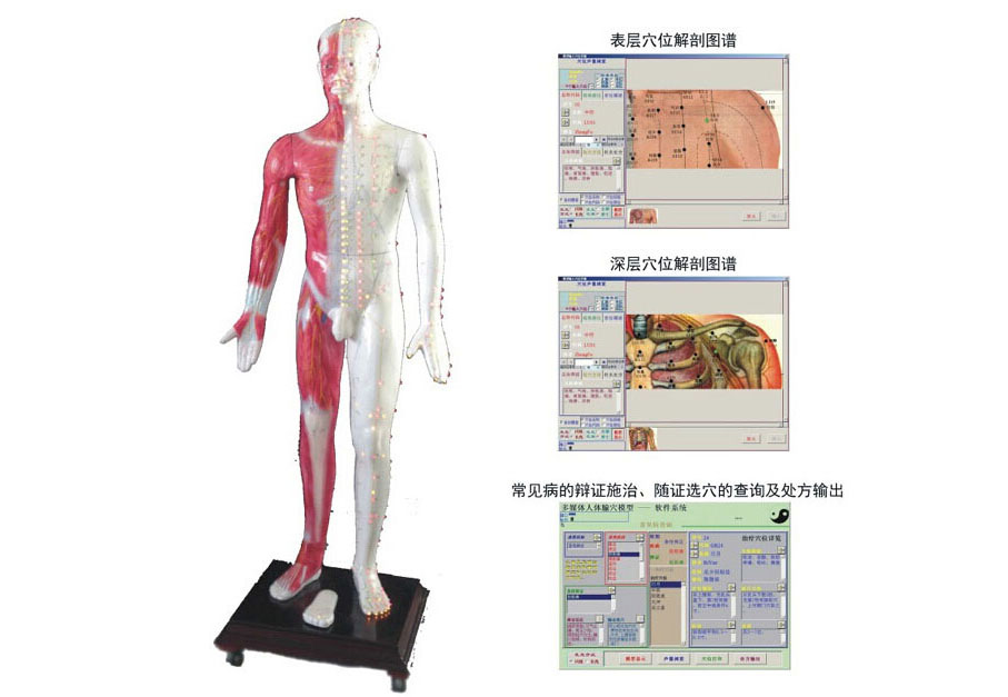 人体经络走向电子模型-人体经络电子模型厂家-人体经脉模型价格-人体针灸经络模型哪家好？