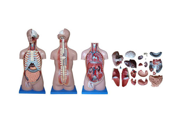 人体解剖肌肉骨骼模型-人体解剖骨架结构模型功能解析-人体解剖骨骼神经血管模型哪家好？
