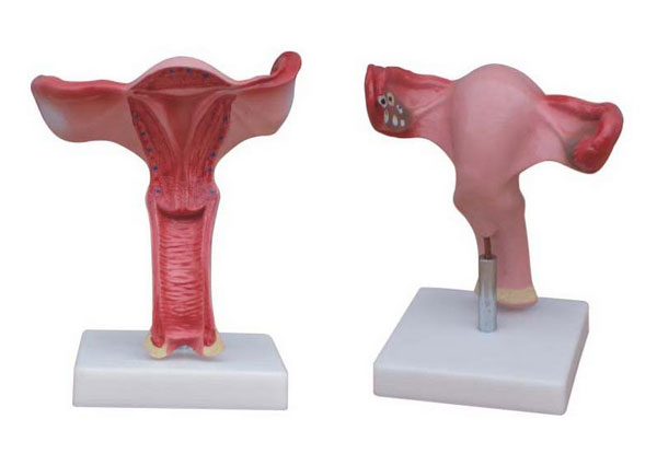 女性子宫解剖模型-子宫放大模型-妇科子宫结构示教模型
