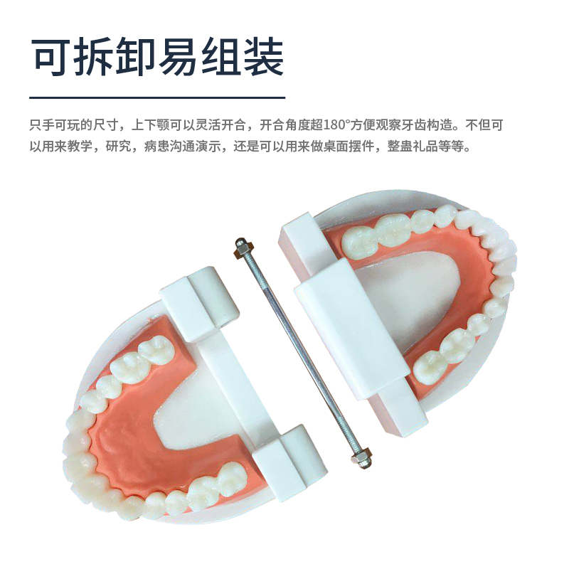 口腔护理模型