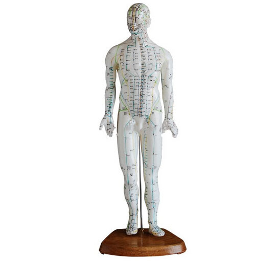 人体针灸模型（男性）50cm