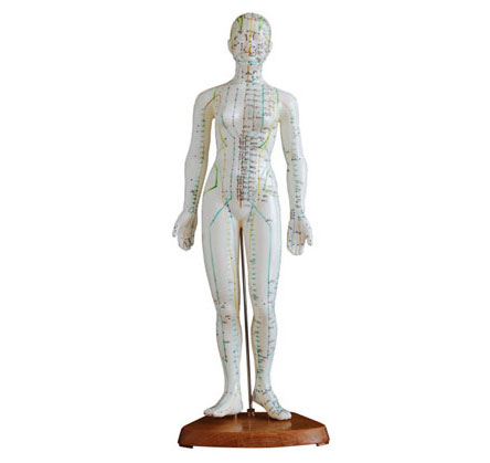 人体针灸模型（女性)　48cm