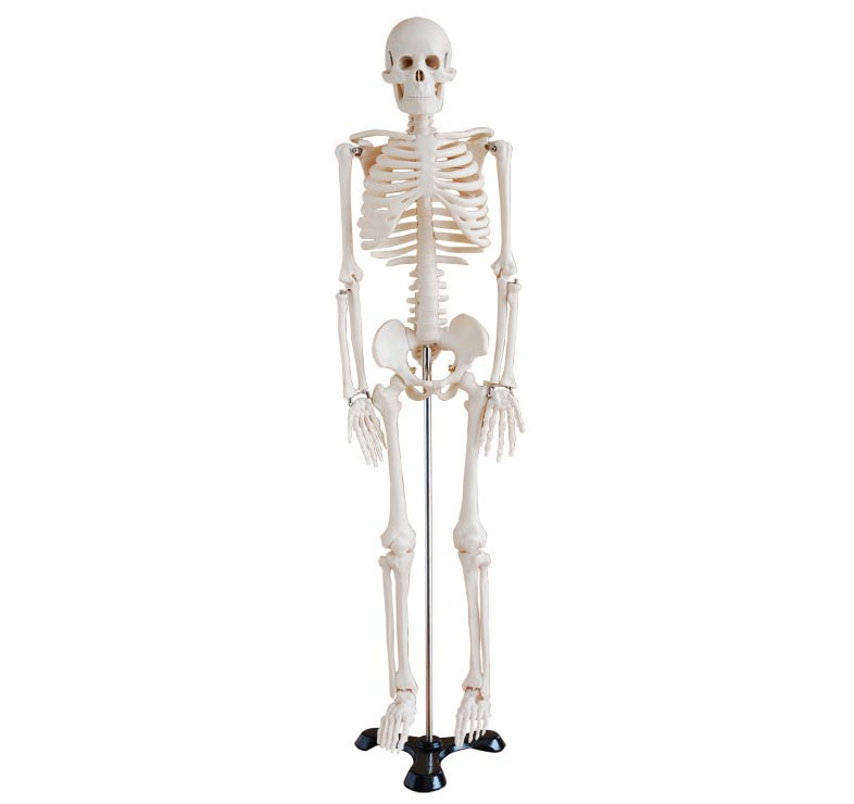 人体骨骼模型（85cm）