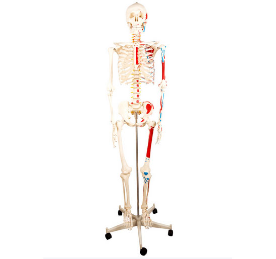 半边肌肉着色人体全身骨骼模型