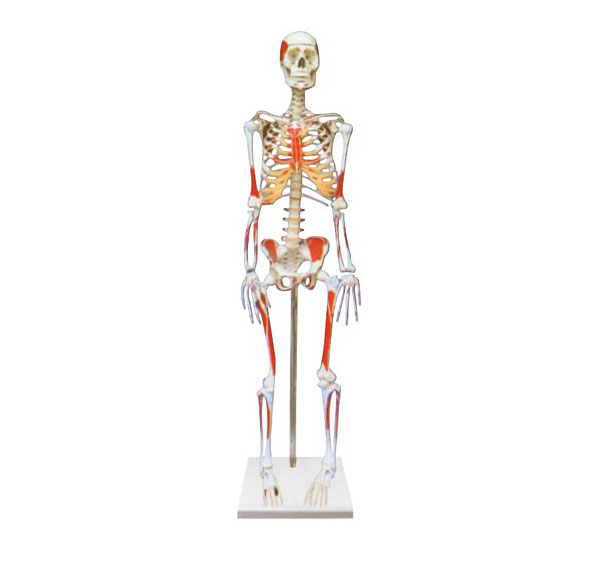 人体骨骼附肌肉起止点着色模型 85cm
