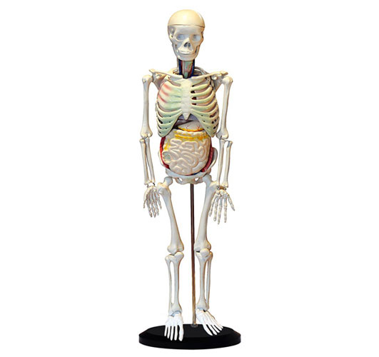 人体骨骼与内脏关系模型85cm
