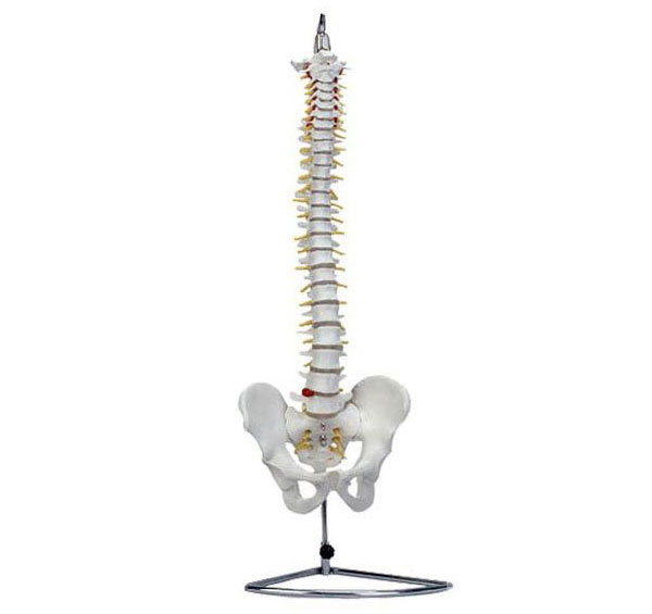 自然大脊椎带骨盆模型