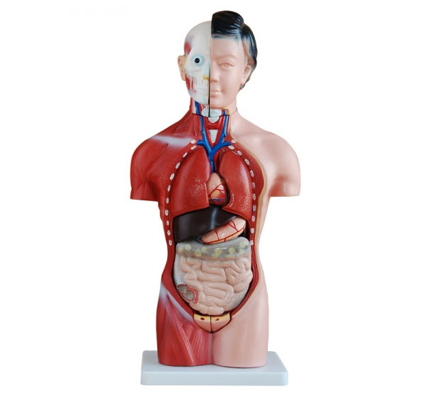 人体躯干模型-人体躯干横切面模型-男性躯干模型-女性躯干模型| 知能