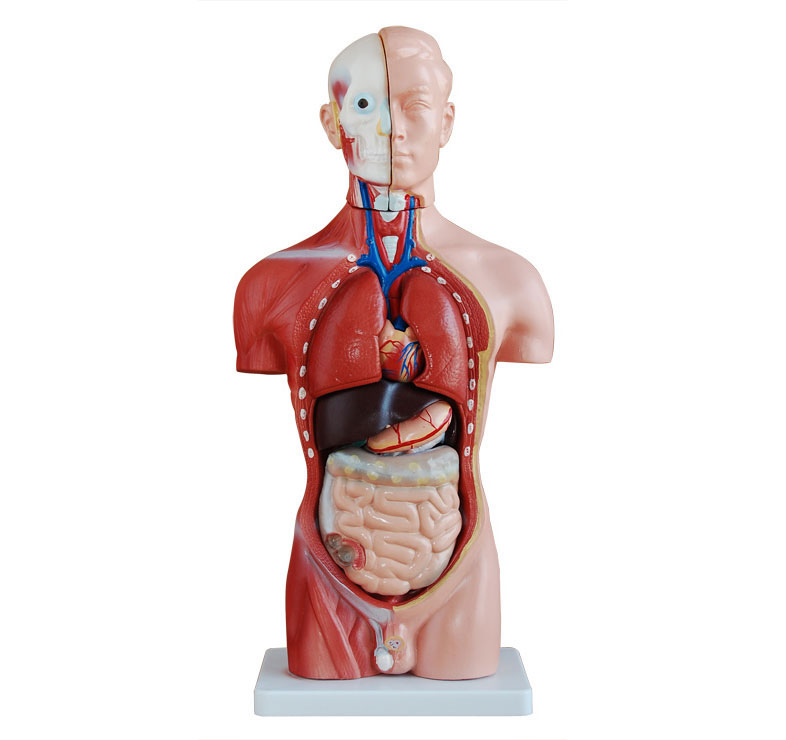 人体躯干模型-人体躯干横切面模型-男性躯干模型-女性躯干模型| 知能 