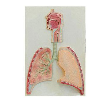 人体呼吸系统概观