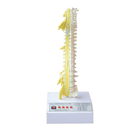 脊柱骨与脊神经系统关系电动模型
