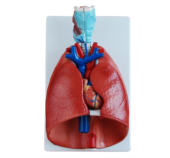 喉心肺模型