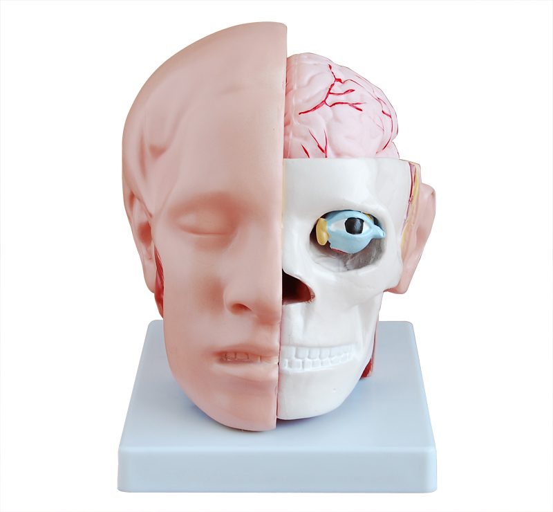 头部解剖附脑动脉分布模型