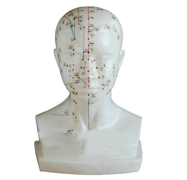 人体头部针灸模型（自然大小）