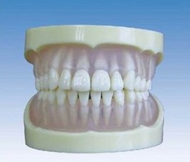 全口透明软胶标准牙齿模型