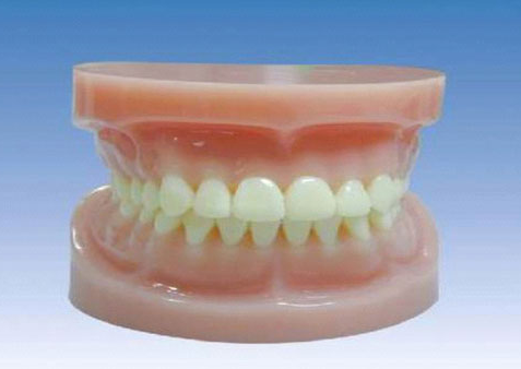 标准全口牙齿模型