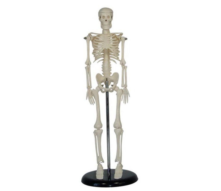 人体骨骼模型42cm