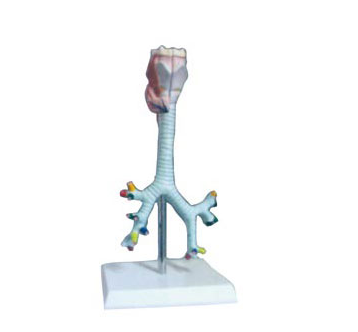 喉、气管、支气管及肺段支气管解剖模型