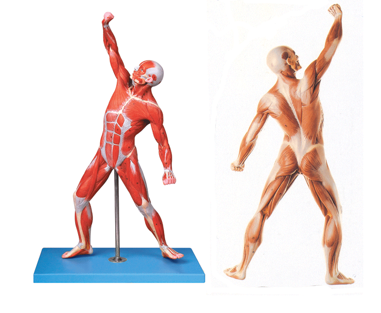 人体运动肌肉解剖模型（50cm）