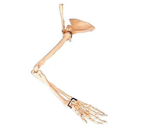 手臂骨、肩胛骨、锁骨模型