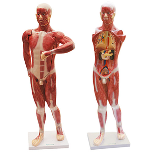 人体肌肉及胸腹腔脏器解剖模型
