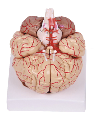 脑解剖附脑动脉和神经分布模型