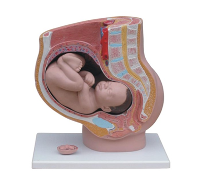 女性妊娠矢状解剖模型（4件）