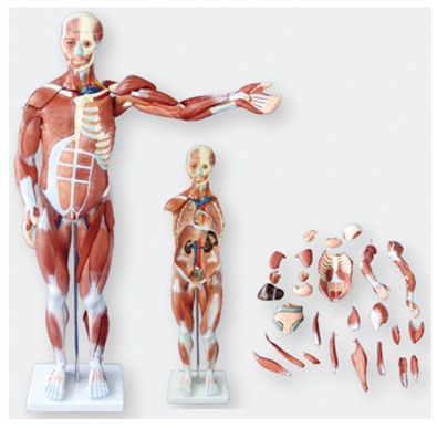 人体肌肉解剖模型 80cm 27件
