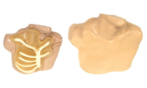 中心静脉穿刺模型